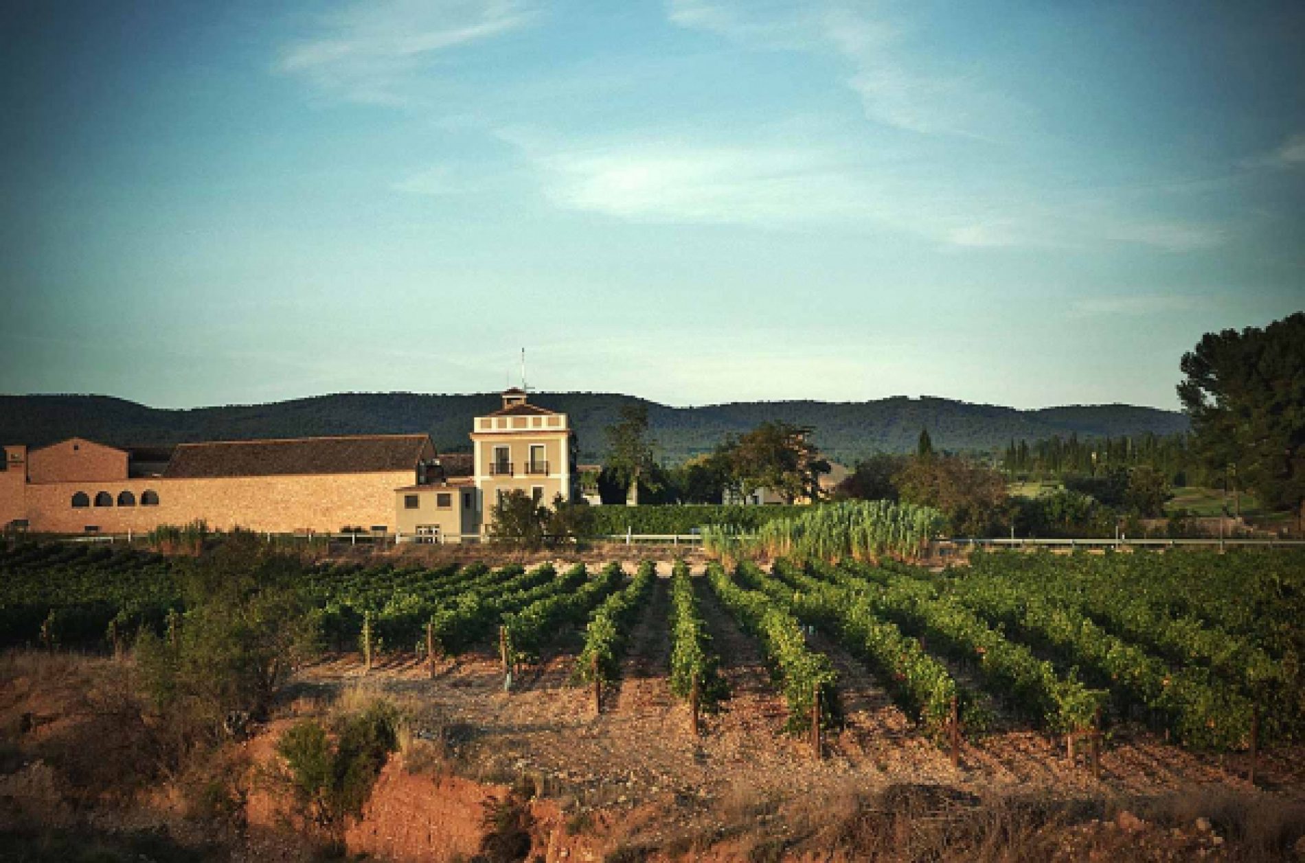 Viaje bodega Mustiguillo