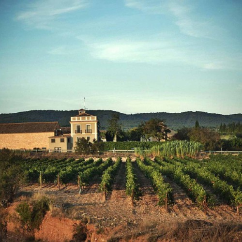 Viaje bodega Mustiguillo